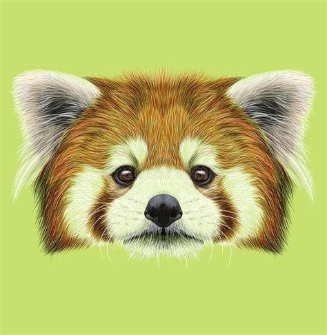 Illustrated Portrait Red Panda Stock Illustrations 4 Illustrated