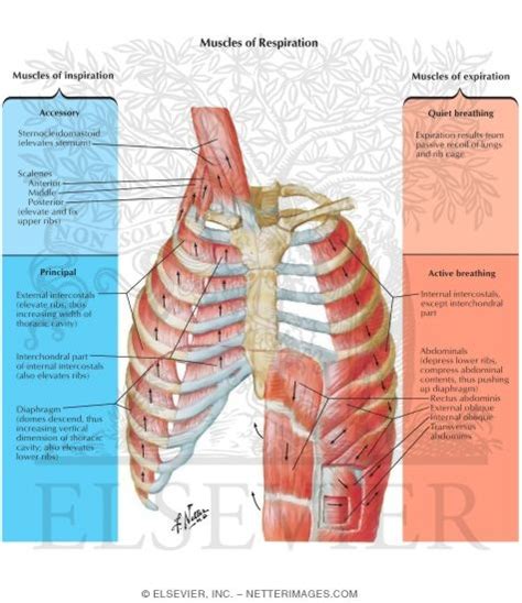 The diaphragm and, to a lesser extent, the intercostal muscles drive respiration during quiet breathing. Illustrations in Chart - Respiratory System