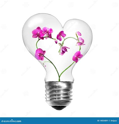 Light Bulb With Orchids In Shape Of Heart Stock Image Image Of Bulb