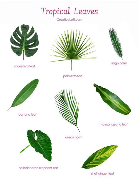 Types Of Green Leaves For Floral Arrangements Tropical Floral