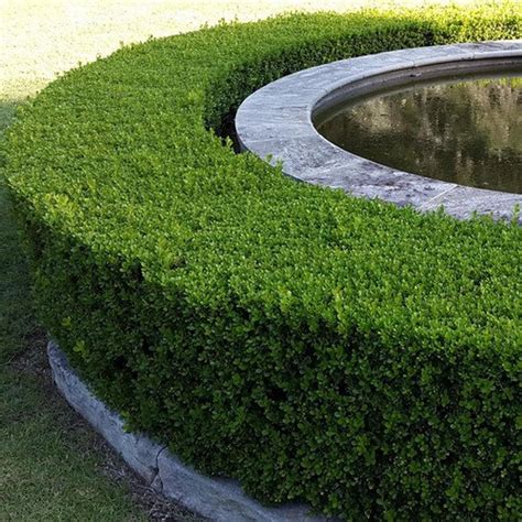 Chinese Boxwood Hedge Seeds Buxus Microphylla Sinica 20seeds In 2021