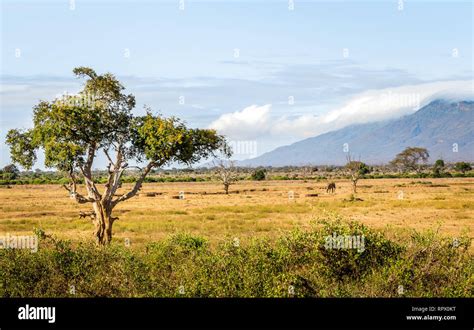 Unique Savannah Plains Landscape With Acacia Tree In Kenya Stock Photo