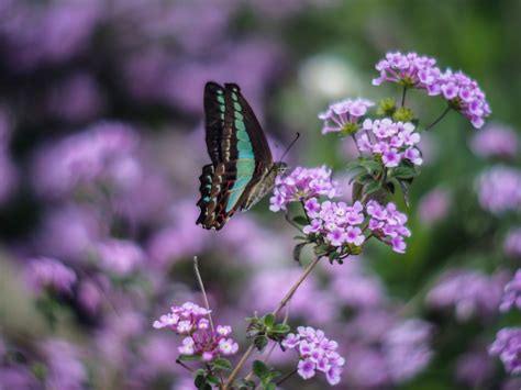 Browse 13,282 blue butterfly stock photos and images available, or search for common blue butterfly or blue butterfly isolated to find more great. Butterfly on purple flowers wallpapers and images ...