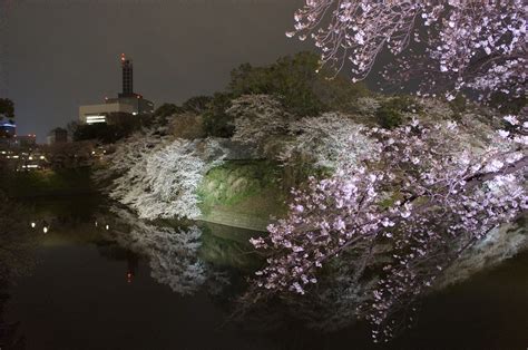 Cognoscenti Japan Cherry Blossoms At Night Tokyo