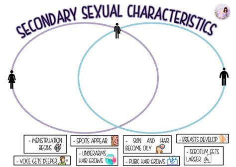 Secondary Sexual Characteristics Worksheet Live Worksheets