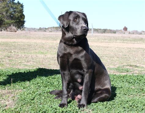 They tend to be active, easy to train, & make great family pets. Our Labrador Dogs - Silver Labs for Sale - Breeder of ...