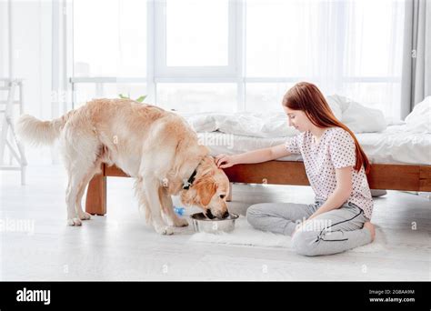 Girl Feeding Golden Retriever Dog Stock Photo Alamy