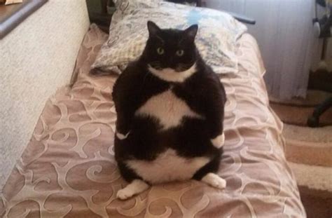 Fat Cat Rcats