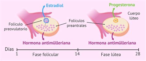 hormonas sexuales liberadas por el ovario