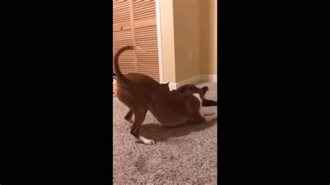 My Dog And Cat Fight Youtube