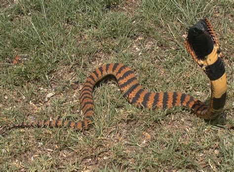 Explore hghjim's photos on flickr. Banded rinkhals cobra (With images) | Komodo dragon, Snake