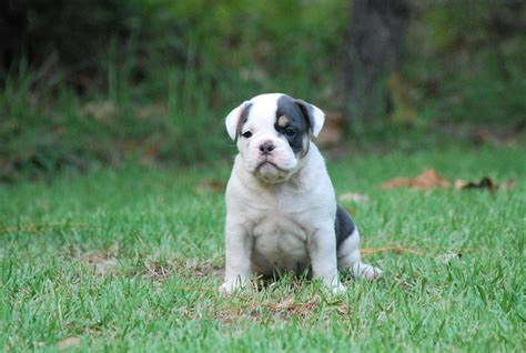 The english bulldog is relatively easy to train but definitely takes some work for more complicated the olde english bulldogge is a mixed breed that originated in pennsylvania. Blue Tri Olde English Bulldogge Puppies For Sale