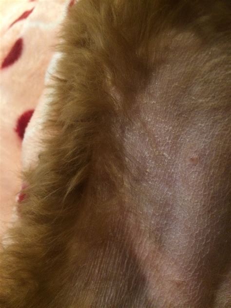 Dry Flaky Skin On Dogs Dibandingkan
