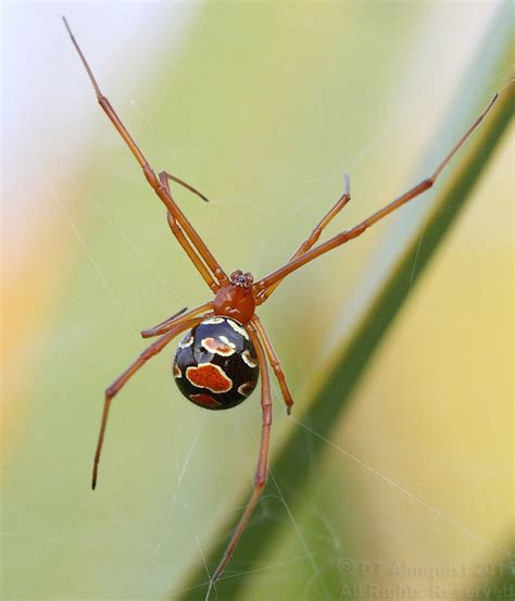 Fnai News And Notes Species In Focus Floridas Red Widow Spider