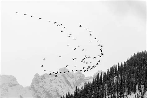 Migrating Through The Rockies Christopher Martin Photography