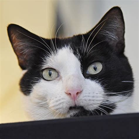 Make a difference for a homeless pet and bring love home. Adoptable Cats and Kittens | NYC | Adoption Center| ASPCA