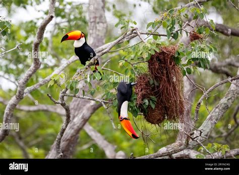 Close Up Of Two Toco Toucans Plundering Birds Nest In A Tree One