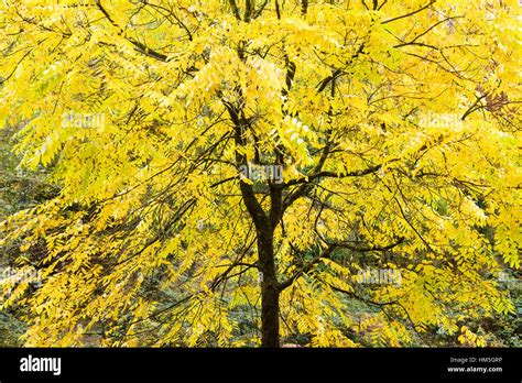A Black Walnut Tree Displaying Its Autumn Colour Stock Photo Alamy
