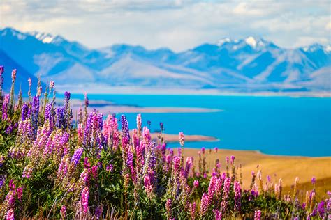 A Travel Guide To Handpicked Happiness New Zealands Lupin Lake Tekapo