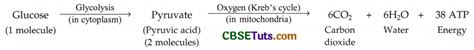 Types And Phases Of Respiration In Organisms CBSE Tuts