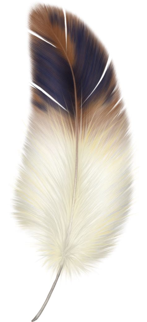 Feather Png Transparent Image Download Size 888x1950px