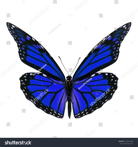 Beautiful Blue Monarch Butterfly Isolated On Stock Photo Edit Now