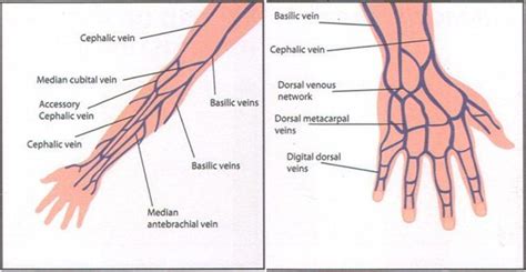 Good Diagram Of The Locations Of The Hand And Arm Veins Good Reference Tool Iv Insertion