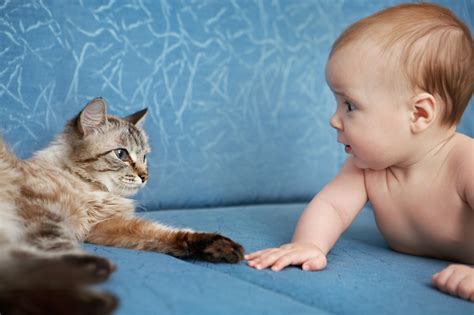 What is dave told after the phone call with his mother. Cat And Child: TIps For Safe Interactions