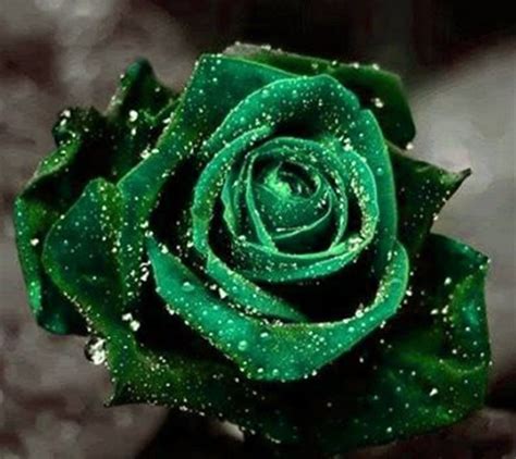 X Rose Color Symbolism Green Roses The Green Rose Or Chartreuse Rose
