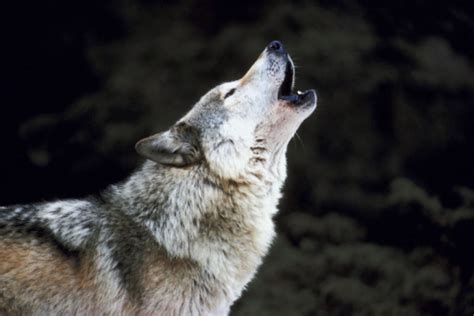 Viewpoint The Return Of The Grey Wolf To California Articles