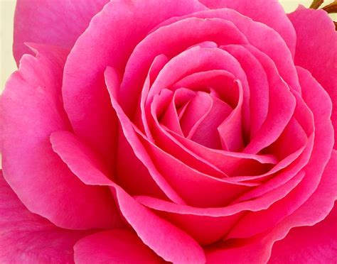 Single Pink Rose Photograph By Frank Goss Fine Art America
