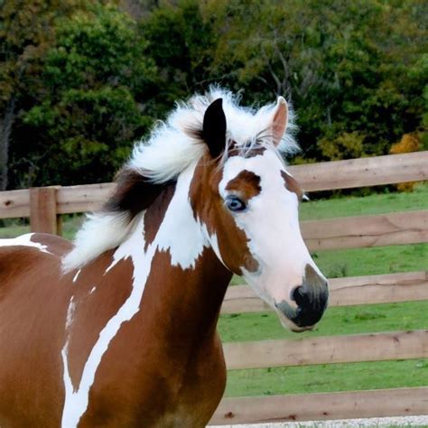 A Foal With Amazing Blue Eyes And Incredible Markings Pretty Horses