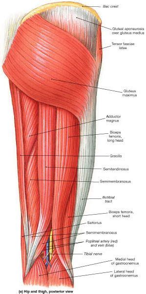 Muscle Identification | Muscle anatomy, Human anatomy and physiology