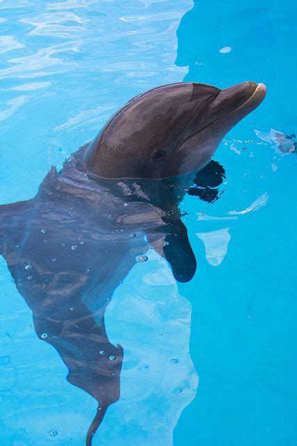 Bottlenose Dolphin Dolphin Images Bottlenose Dolphin Animals