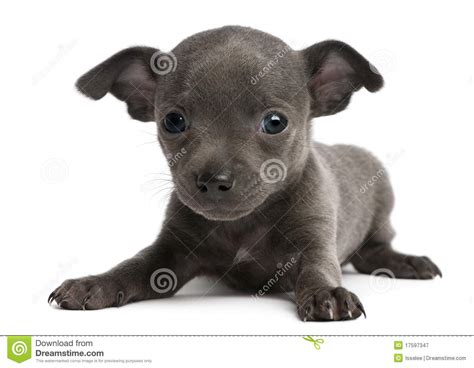 Dog breeders list their puppies for sale on puplookup.com and you can contact them directly. Chihuahua Puppy, 6 Weeks Old, Lying Stock Image - Image of ...