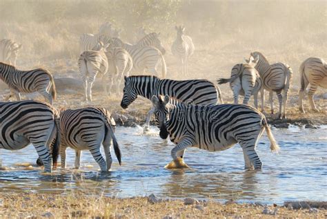 Zebras At Waterhole Stock Image Image Of Zebra Africa 16387471