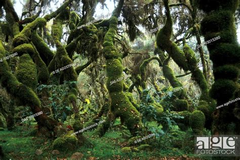 Harenna Forest Bale Mountains National Park Ethiopia Stock Photo