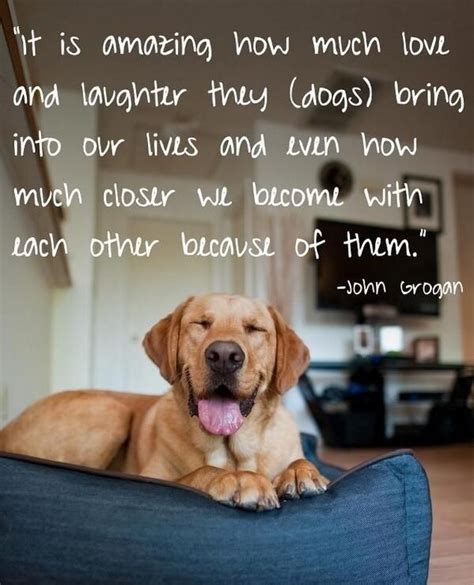 Love Your Pet Day Quotes Pin By Chem Dry Of Indianapolis On Chem Dry Of