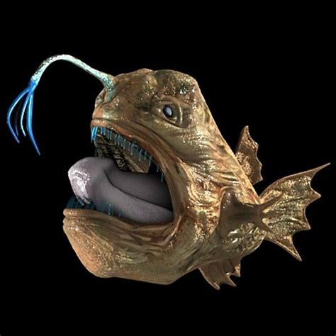 11 Best Images About Angler Fish On Pinterest Models