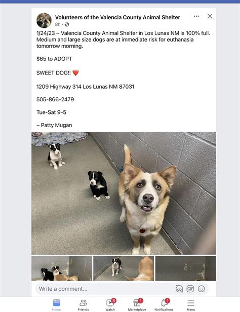 Please Help Rescue These Meadow Lake Puppies Available At Valencia