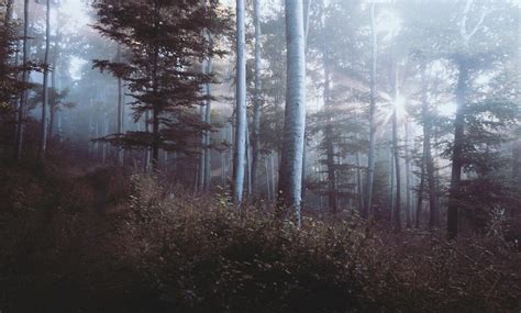 Wallpaper Tree Nature Forest Wilderness Wood Fog Sun Light Free