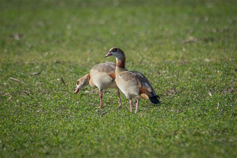 Free Images Nature Grass Field Lawn Meadow Prairie Animal Beak