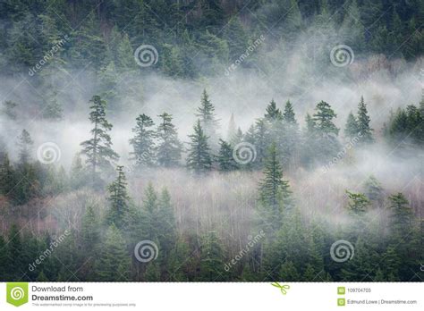 Rain Forest Clouds In The Pacific Northwest Stock Image Image Of