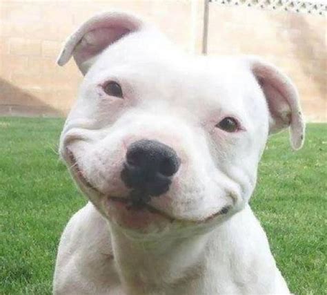 Pictures That Prove Pit Bulls Are Nothing But Big Softies Barnorama