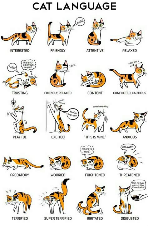 Katzen Körpersprache Katzen Sprache Katzen Katzensprache
