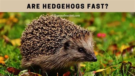 Are Hedgehogs Fast 9 Clear Hedgie Running Facts 2024