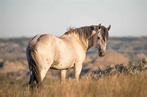 The Wild Horses Of Theodore Roosevelt National Park Deb Kalas Horse