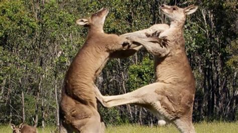 Filming The Kangaroo Boxing Fight Wild Stories Bbc Earth Youtube