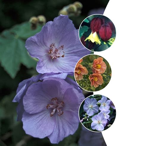 Abutilon Spp Multiple Varieties Flowering Maple Shades Of Green Inc
