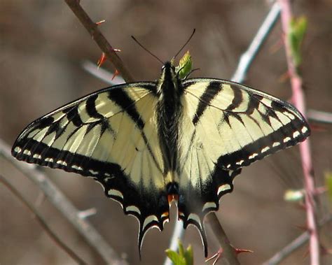 Tiger Swallowtail Papilio Canadensis BugGuide Net